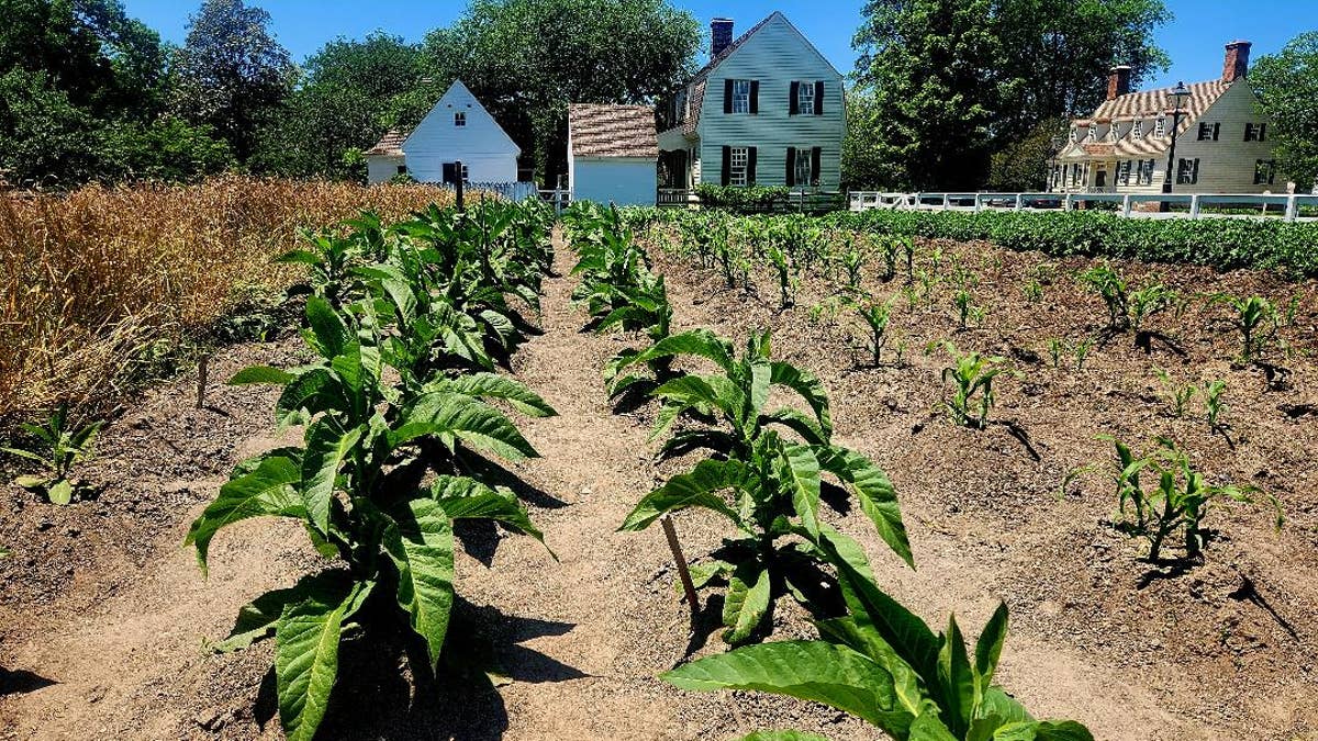 Colonial agricultural buildings and tobacco plantation in Colonial Williamsburg.