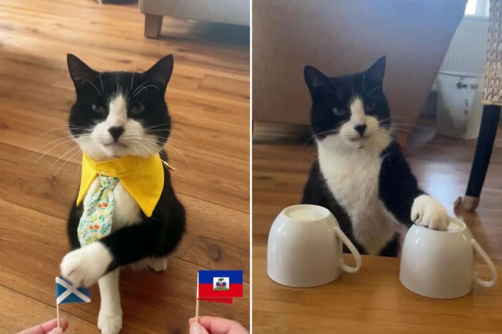 Meet the cuddly psychic cat who correctly predicts winning teams of all 19 World Cup matches