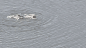 Rogue swimmer arrested after diving into 11-acre Central Park lake in failed attempt to escape NYPD