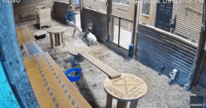 Watch: B.C. woman kicks cougar in side to save her little goat