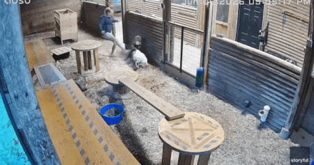 Watch: B.C. woman kicks cougar in side to save her little goat