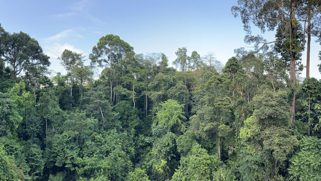 Giant trees have tricks to work around drought