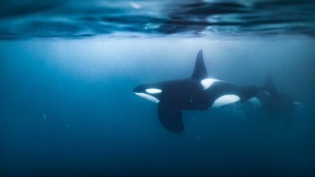 Watch an orca ram into a sunfish so hard it explodes