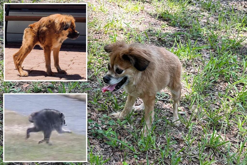Dog with same short spine syndrome as mutant raccoon Jimothy steals hearts across social media