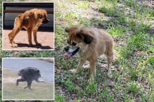 Dog with same short spine syndrome as mutant raccoon Jimothy steals hearts across social media