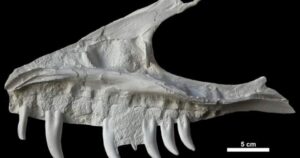 Remains of dinosaur skull found in B.C. campground belonged to T. rex ‘great-uncle’