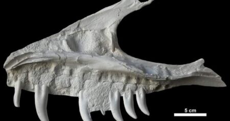 Remains of dinosaur skull found in B.C. campground belonged to T. rex ‘great-uncle’