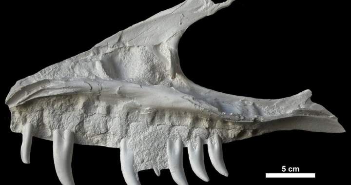 Remains of dinosaur skull found in B.C. campground belonged to T. rex ‘great-uncle’