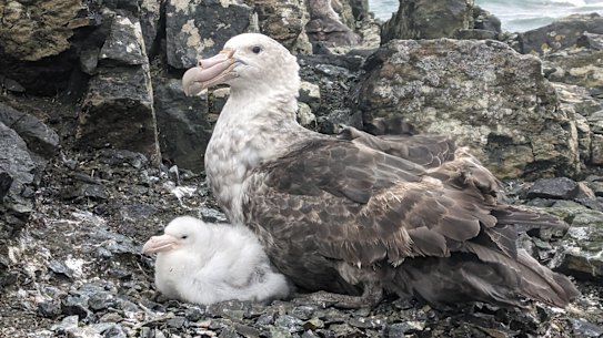 A southern giant petrel, the type of sub-Antarctic migratory bird washing up on Australian beaches infected by bird flu.