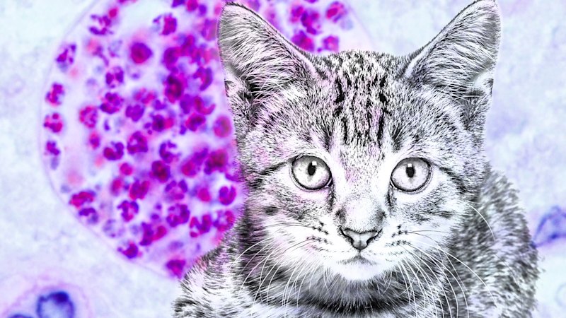 1 in 3 people catch the cat-linked brain parasite. This is how to stop it
