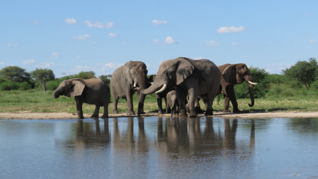Elephants can relearn how to live wild after years in captivity