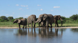 Elephants can relearn how to live wild after years in captivity