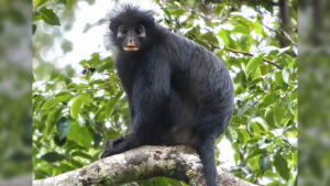 A new monkey species has been found deep in Congo’s forests