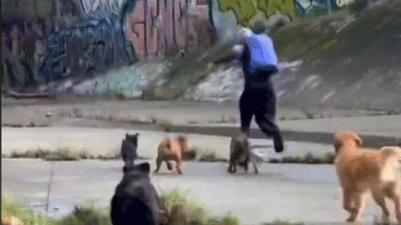 Video footage from Gardiners Creek show dogs chasing would-be attacker after alleged assault