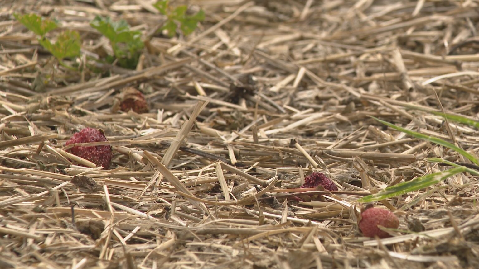 Saskatoon-area farm reeling after hailstorm wipes out strawberry crops