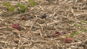 Saskatoon-area farm reeling after hailstorm wipes out strawberry crops