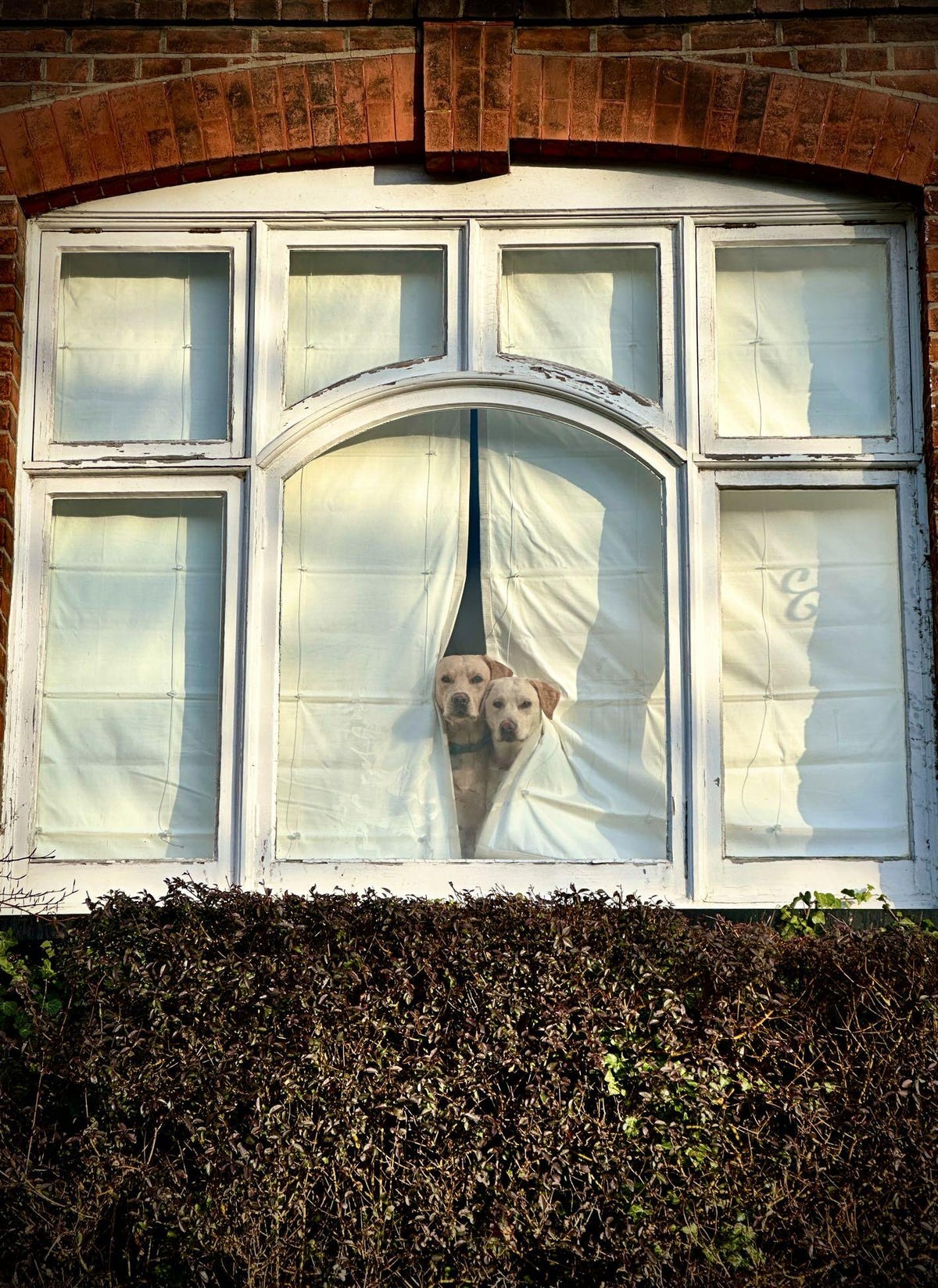 Two white dogs peek through a curtain to look out a window.