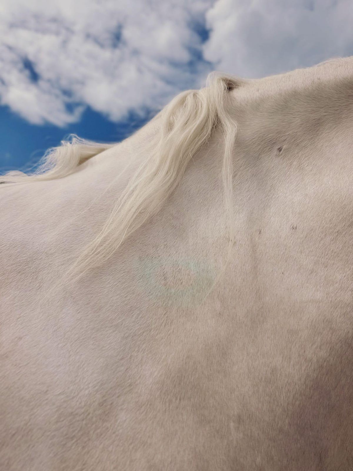 Detail of a white horse's mane against the backdrop of white clouds.
