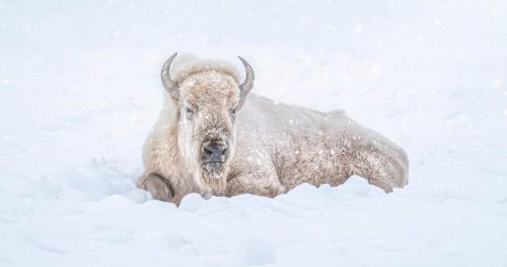 The Assiniboine Park Zoo’s ‘cherished’ white bison, Blizzard, has died