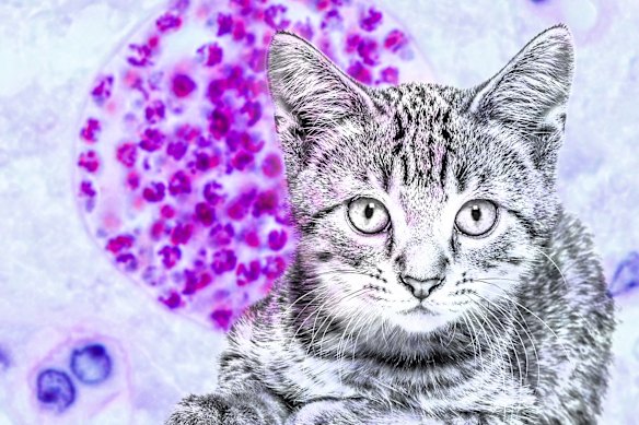 Researchers are calling for more attention on a parasite that inflects one in three people and is spread by cats.