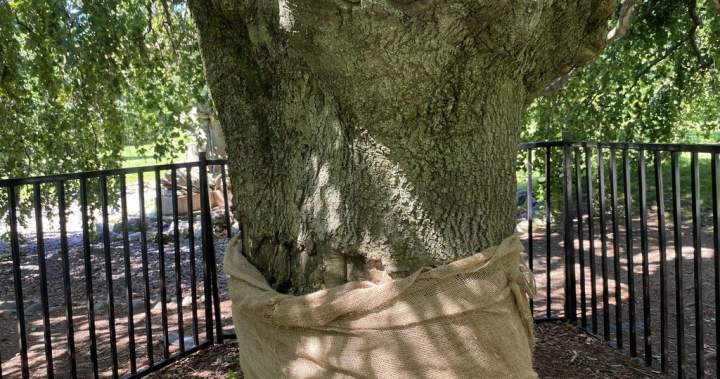 Historic Halifax tree vandalized again leaving community baffled