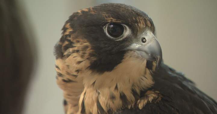 Preserving peregrine falcon species, art of falconry in Manitoba