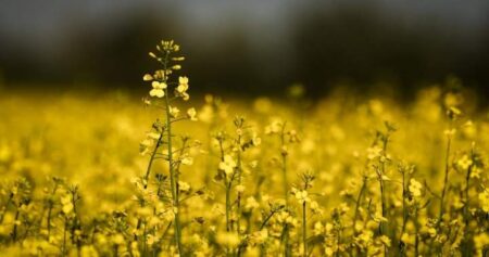 New gene technology could help Canadian canola cope with extreme weather