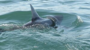 Shark sightings trigger beach alarm after swimmer is bitten during summer spike