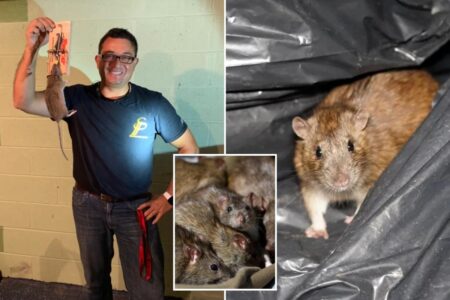 Exclusive | Rats are surging this summer— here’s how to keep NYC’s unofficial mascot at bay: ‘They eat through sheet rock’