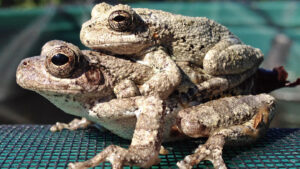 Too many choices complicate female frogs’ sex lives