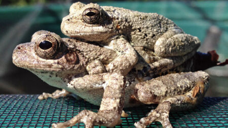 Too many choices complicate female frogs’ sex lives