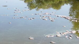 Dried-up lakes and mass deaths at one of Hungary's largest fish farms