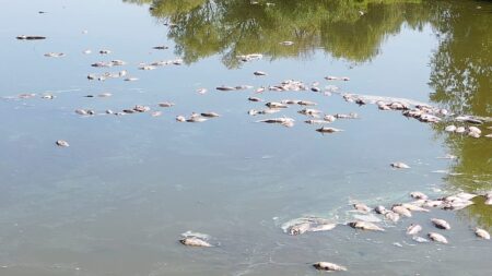 Dried-up lakes and mass deaths at one of Hungary's largest fish farms