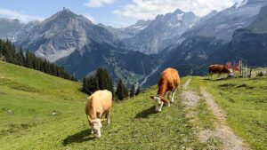 Swiss village lives in the shadow of an unstable mountain