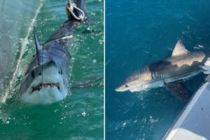 Scientists using sharks to predict hurricane intensity on East Coast