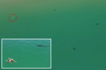 Great white sharks circle swimmer off California coast in new video