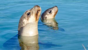 How WA is preparing endangered species for a potential outbreak