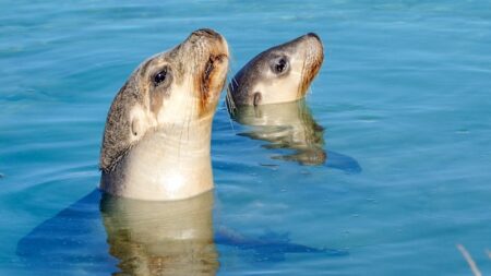 How WA is preparing endangered species for a potential outbreak