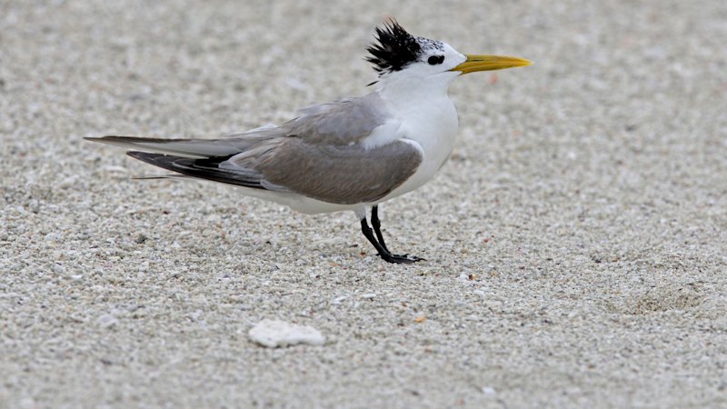 Two more cases of fatal H5 bird flu confirmed in NSW, affecting native birds