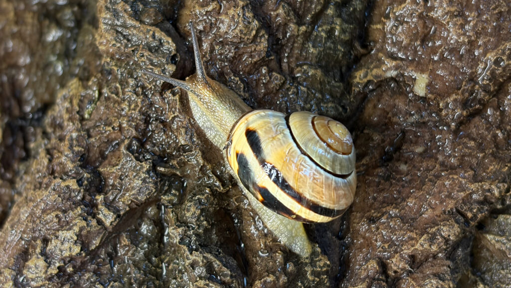 Snail slime does many jobs thanks to calcium