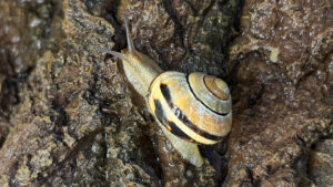 Snail slime does many jobs thanks to calcium