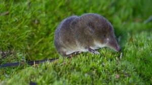 Shrews’ noses grow in winter as their brains shrink