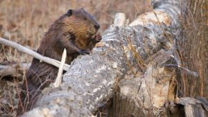 Maryland rocked by third beaver attack in weeks after 2 animals test positive for rabies