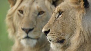 A new documentary shows what growing up lion is really like