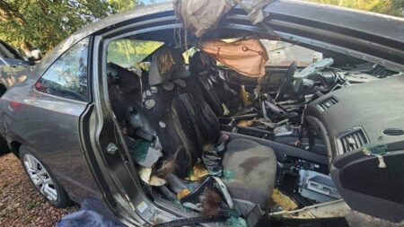 Colorado black bear dies after becoming trapped inside unlocked car for days: report