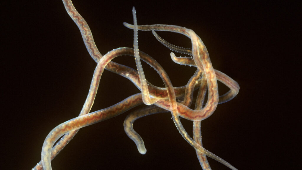 These worms move faster when you give them less space