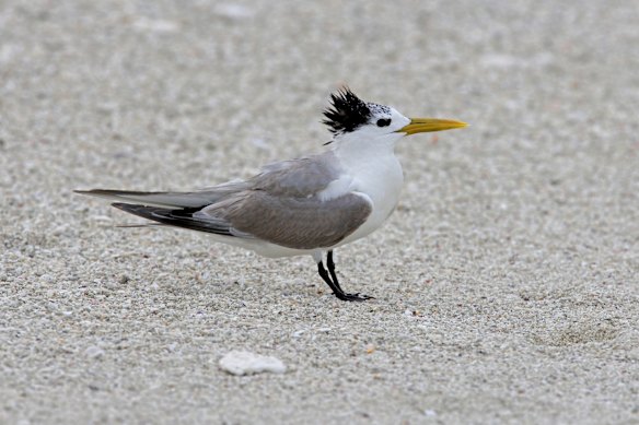 NSW’s fifth bird flu case has been confirmed in a greater crested tern, a species which suffered a mass die-off in South Australia.