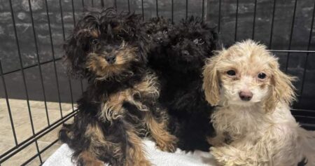 Nearly 100 dogs rescued from home in Fort McMurray