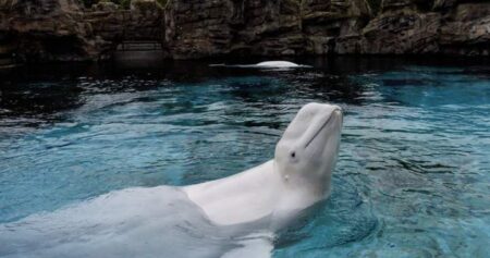 Last captive whales in Canada to leave Marineland as belugas head for U.S.