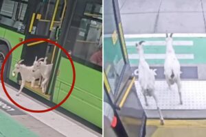 Fare-evading goats back home after hopping on public Portland bus during morning commute